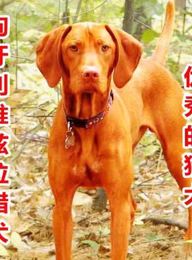 匈牙利维兹拉猎犬幼犬短毛活物犬猎犬中小型猎犬火梗犬打猎犬狗狗