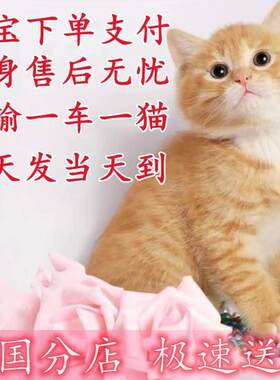 无锡/繁育直售/小猫咪活体田园猫宠物猫家养猫橘猫幼猫狸花猫宠物
