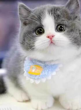 绍兴/实体门店/香港英短蓝白猫幼猫矮脚猫活物折耳猫金银渐层猫宠