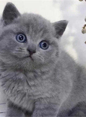 杭州本地猫舍出售香港英短蓝猫幼猫矮脚猫折耳猫活物宠物猫咪幼崽