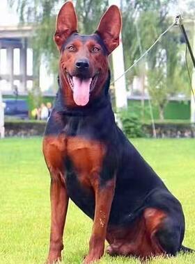 莱州红犬幼犬香港苏联红犬活物猎犬大骨架中国红犬大型看家狗便宜