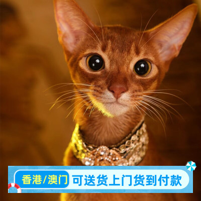 阿比西尼亚猫埃及法老猫野性宠物猫蓝色红色小鹿色阿比纯血统幼猫