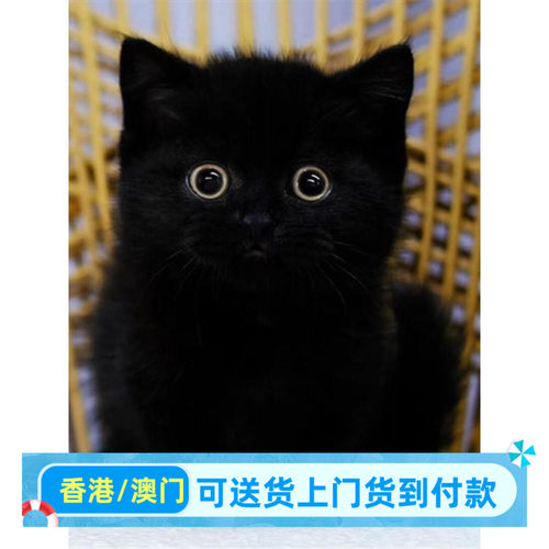 山东/繁育直售/孟买猫幼崽矮脚黑煤球千岁岁英短招财黑猫活体宠物