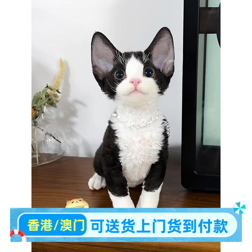 德文卷毛猫幼猫香港宠物猫咪活物不掉毛黑白开脸德文猫舍同城配送
