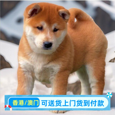 活体铁包金中华田园犬土狗大黄狗白面猎狗看家护院犬五黑红虎斑犬