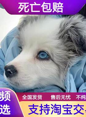 香港边境牧羊犬蓝陨石边牧幼犬活体双血统黑白金边中型犬宠物小狗
