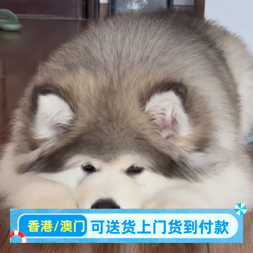 狗狗