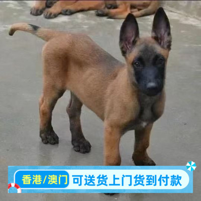 香港马犬幼犬黄马黑爆红马犬护卫犬警犬比利时马犬看门狗工作犬