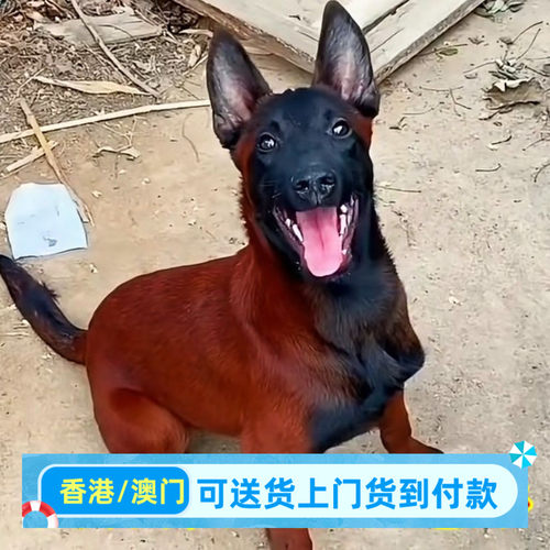 马犬幼犬爆红枣红色幼崽警犬放牧犬看护科目马犬看家护院犬狗活体