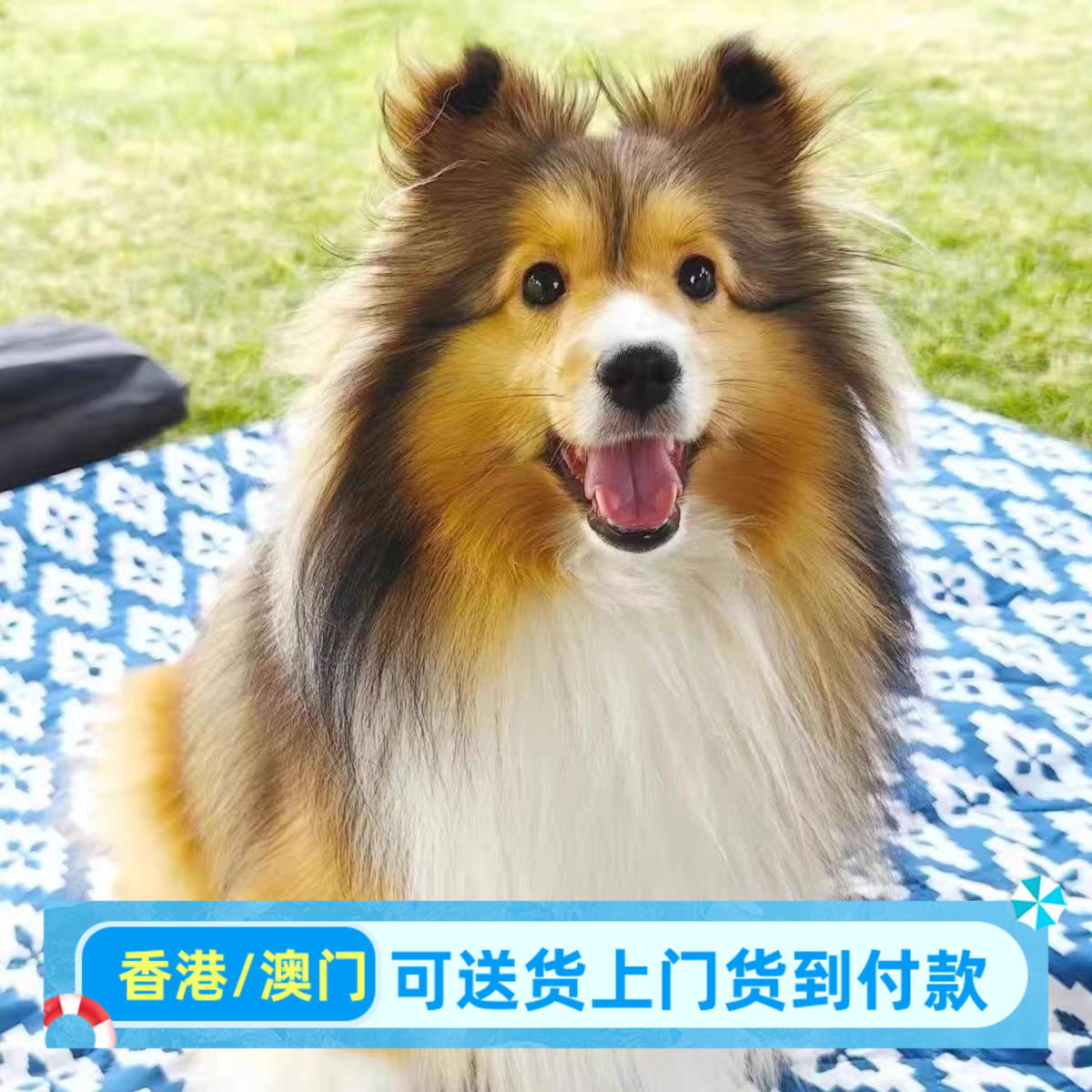 喜乐蒂牧羊犬幼犬放羊真狗活物便宜狗狗小狗崽家养看家幼宠 - 实物图