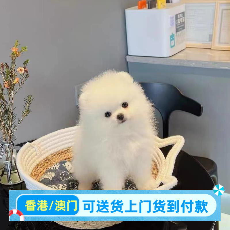 博美幼犬小型犬博美幼崽香港宠物狗狗活体高品质（视频挑选）图片