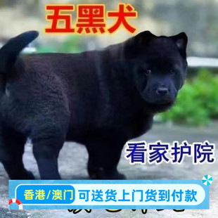 广西虎头五黑犬赶山犬狩猎犬小黑狗看家护院犬活的狗狗活物土猎犬