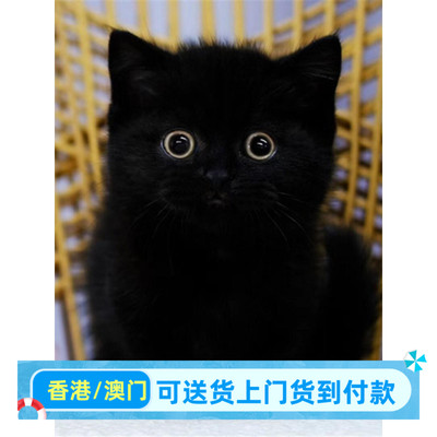 湖北/实体猫舍/纯黑孟买猫矮脚曼基康黑煤球猫活体纯黑英短宠物猫