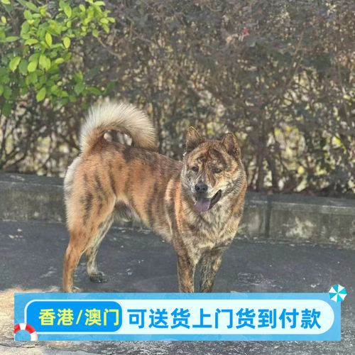虎斑犬虎头狗狗活物小老虎正宗中华田园犬大头狩猎犬便宜小狗短毛