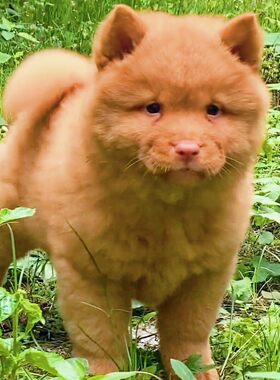 香港潮汕五红犬幼犬中华田园犬小土狗山红牛五黑犬活体看家护院犬