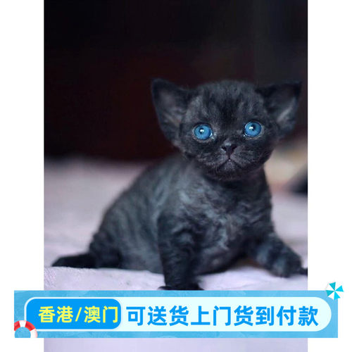 德文卷毛猫幼猫香港宠物猫咪活物黑色赛级不掉毛高智商德文猫幼崽