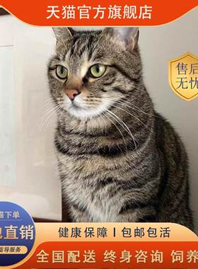 成都/繁育直售/中华田园猫三花猫活物好养活黑猫猫幼崽捕鼠狸花健