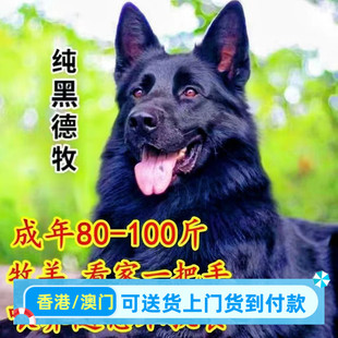 大型东德牧羊犬幼崽活体纯黑看家护院警犬护卫放羊狗正宗二个月犬