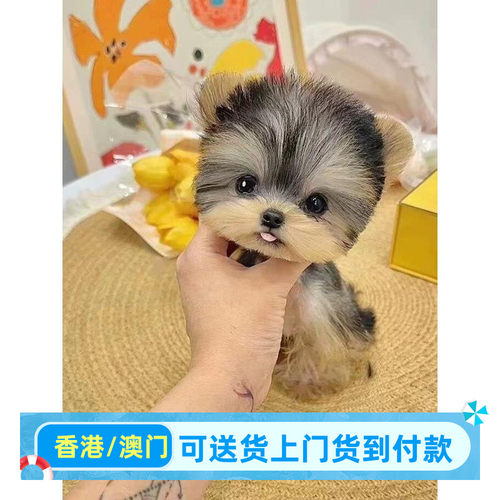 香港茶杯体约克夏幼犬狗狗家庭双血统幼崽金头银背小体约克夏金色