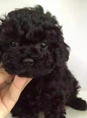 黑色泰迪幼犬可爱长不大活体宠物狗小型茶杯活物贵宾犬宠物狗活体