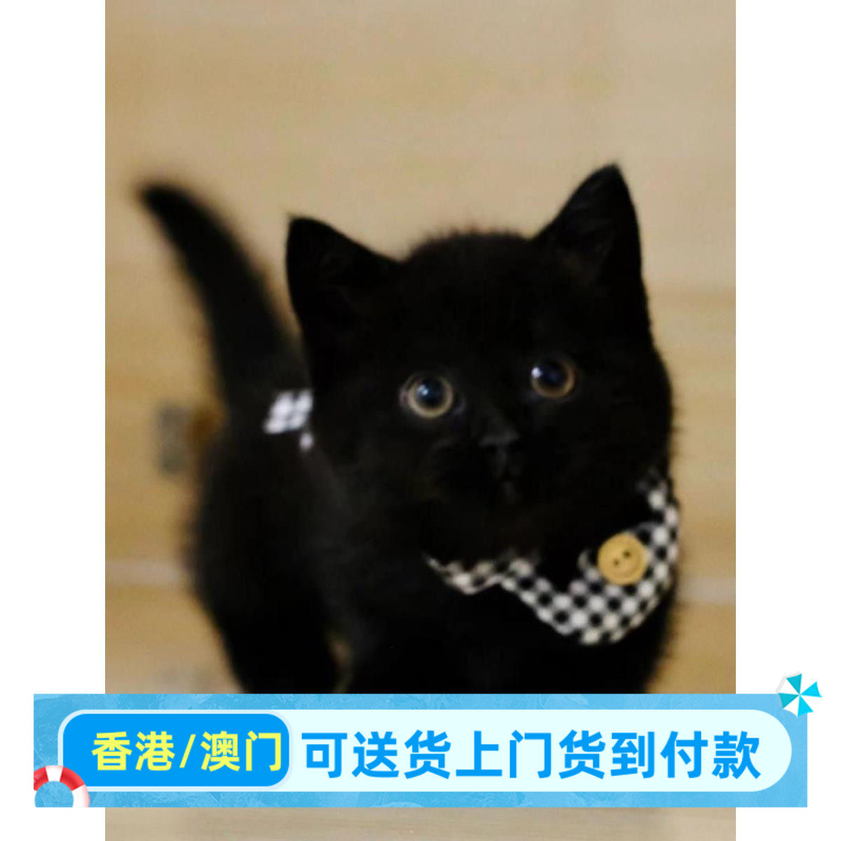 安徽/繁育直售/英短黑猫幼猫崽猫咪