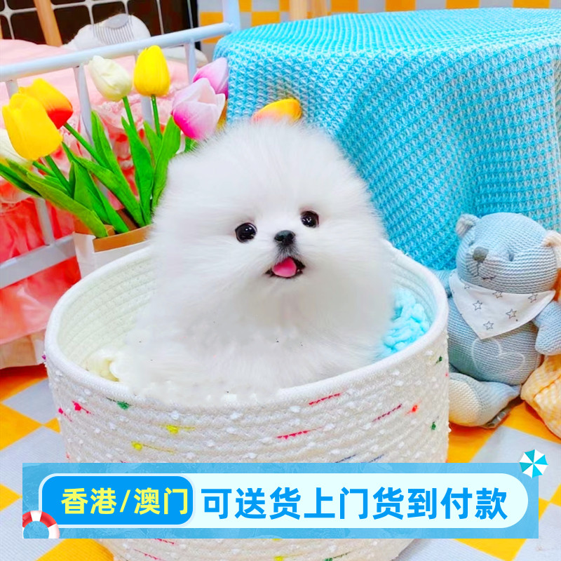 博美幼犬小型犬博美幼崽香港宠物狗狗活体高品质（视频挑选）图片