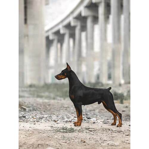 常州本地犬舍出售双血统香港杜宾幼犬活体宠物狗狗迷你杜宾犬幼崽
