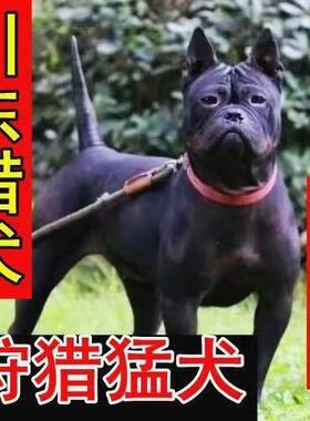 川东猎犬幼犬小狗邻水大狗短毛猛犬虎头犬大型犬猛犬狩猎犬混血犬