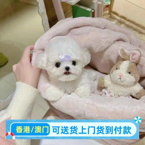 比熊幼犬小型犬比熊幼崽香港宠物狗狗活体高品质（预付款定金）