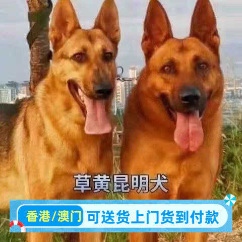 广东犬幼犬活物活体大型短毛巨型警犬看家护小狗崽工作犬便宜狗狗