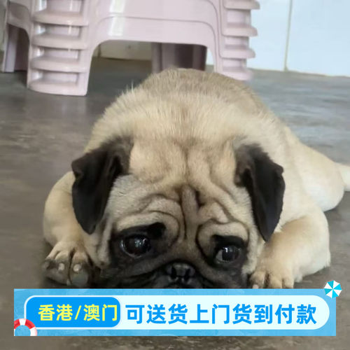 香港巴哥犬幼犬活物宠物狗家养便宜小型短毛八哥犬小狗幼崽哈巴狗