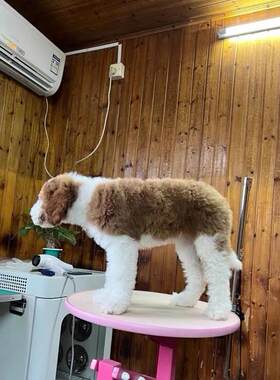 昆明本地犬舍出售巨贵犬幼犬活体大型灰色巨型贵宾犬燕尾服宠物狗