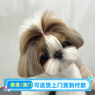 西施犬幼宠黄白长毛狗小型狮子犬不掉毛小狗崽狗狗活物真狗狗活体