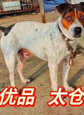 太仓犬幼犬猎犬狗狗嗅觉抓鸡逮兔黄鼠狼太仓狗幼仔活体狩猎犬狗狗