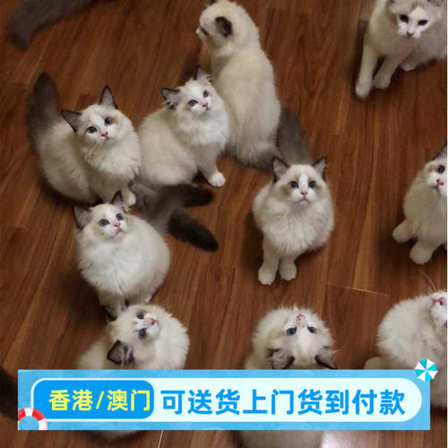 宁波本地猫舍出售布偶猫幼猫海双蓝双蓝猫美短渐层金吉拉活体猫咪