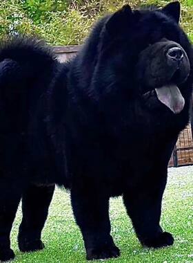 松狮面包嘴肉嘴松狮狮子狗幼犬憨脑可爱时尚松狮土松幼犬活物狗狗