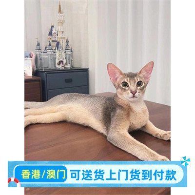 济南/繁育直售/售/香港原始小鹿色阿比西尼亚猫幼崽索马里红蓝阿