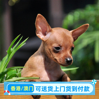 香港广东犬舍香港小鹿犬幼犬活体铁包金迷你笃宾犬宠物狗短毛狗狗