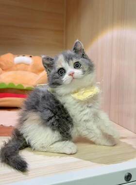 长沙/繁育直售/三花赛尔凯特赛尔凯克卷毛猫弟弟妹妹赛凯卷毛猫