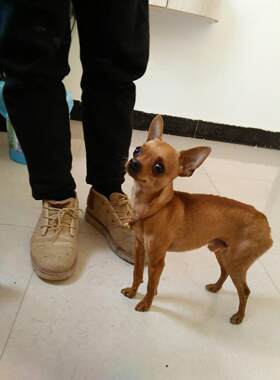 天津本地犬舍香港小鹿犬幼犬活体铁包金迷你笃宾犬宠物狗短毛狗狗