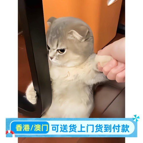 海口/实体门店/蓝金渐层幼猫曼基康矮脚猫宠物猫咪活体香港拿破仑