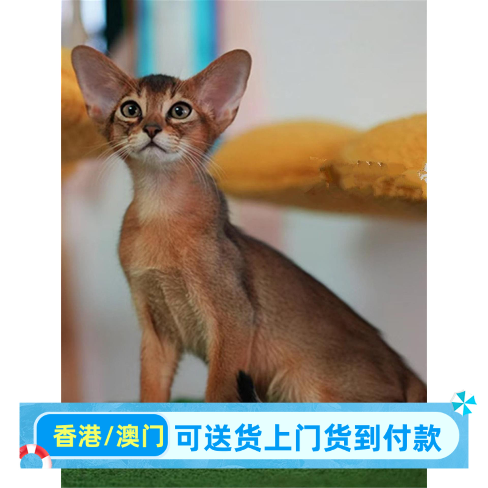 香港澳门阿比西尼亚猫幼猫宠物猫红阿比蓝阿比小鹿色原始色