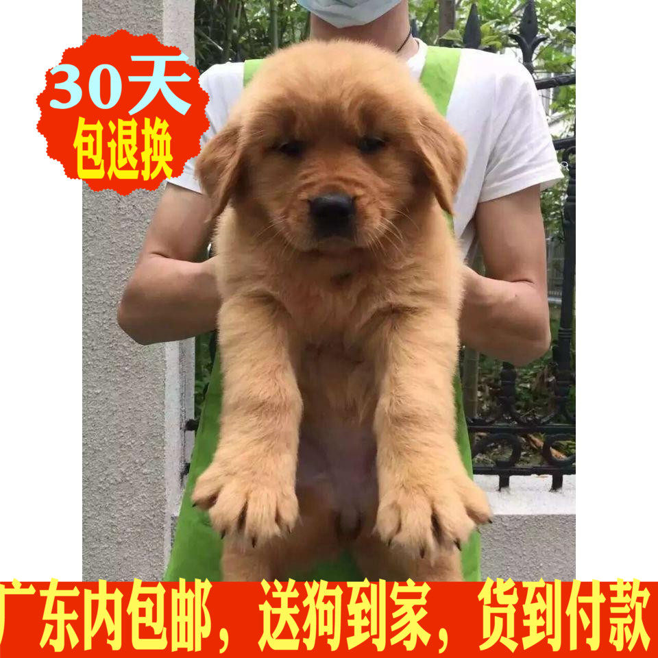Guangzhou Golden Retriever Puppies living thing Pet dog gold Hound Golden Retriever Domesticated living thing pet Dogs w15in the Pet/Pet food and supplies , Dogs  category - from Buy2taobao.com to provide professional Taobao agent buy service