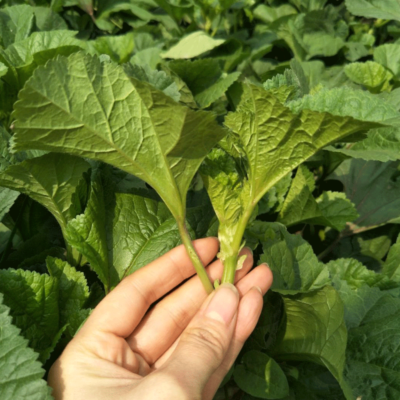 新鲜冬苋菜冬寒菜农家冬菜东汉菜野菜高钙菜糯米马蹄菜现摘现发