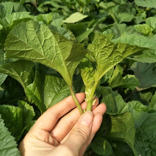 新鲜冬苋菜冬寒菜农家冬菜东汉菜野菜高钙菜糯米马蹄菜现摘现发