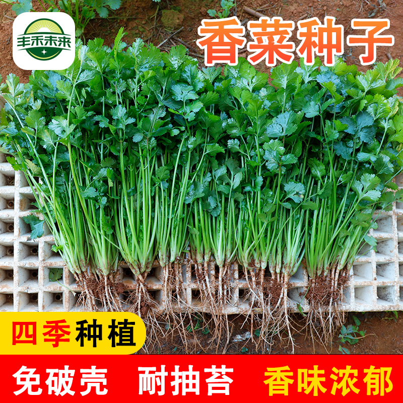 耐热香菜种子3天生大叶香菜籽种