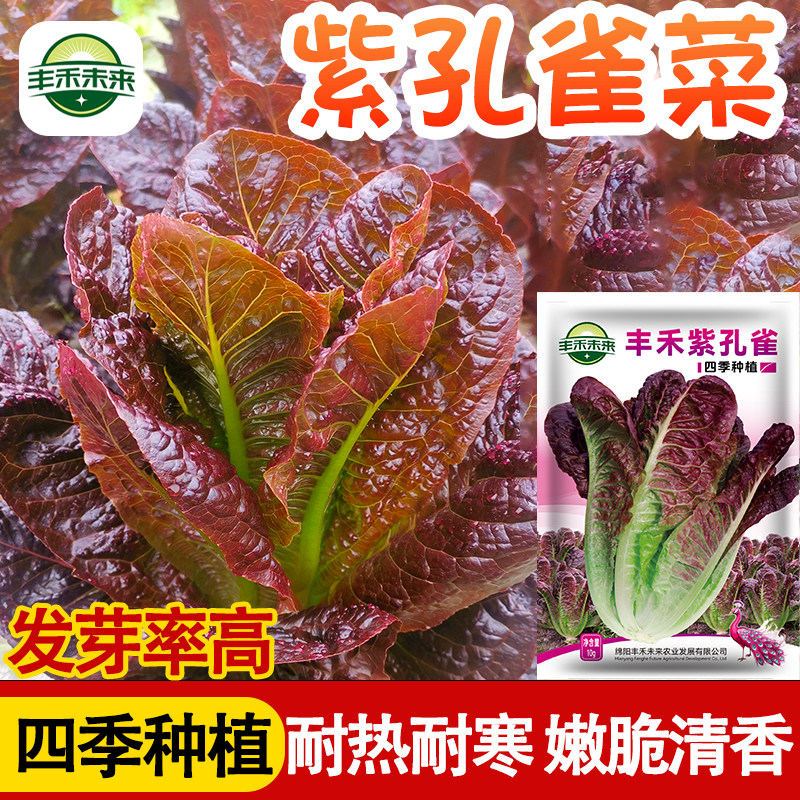 紫孔雀菜种子四季罗马生菜种籽生吃沙拉生菜农家庭院阳台蔬菜种子