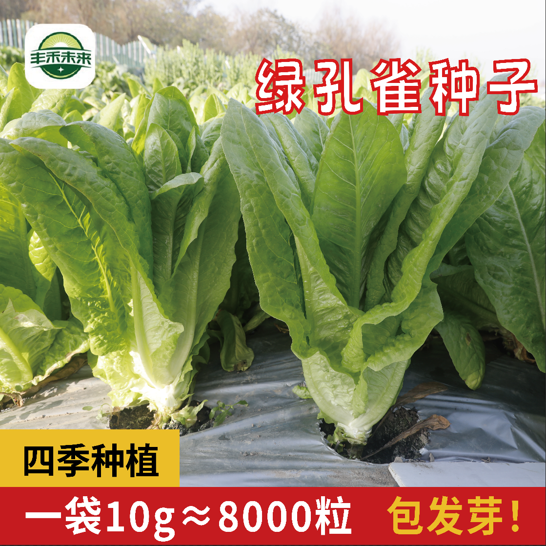 孔雀菜生菜种子绿叶菜四季耐寒种