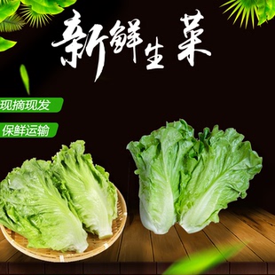 云南新鲜生菜农家自种蔬菜当季火锅摆盘价格便宜一整箱罗马生菜