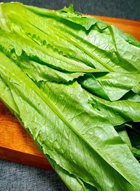 新鲜油麦菜新鲜青菜蔬菜生菜清炒涮火锅绿色蔬菜自然嫩脆甜可口